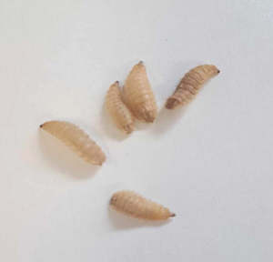 Pet: Soldier fly Larvae Live Insects