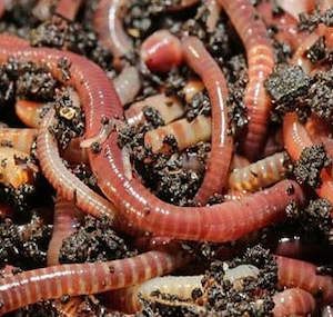 Pet: Earth Worms Live Insects