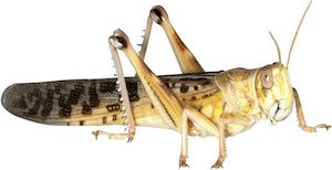 Pet: Locusts Live Insects