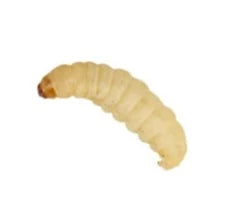 Wax Moth Larvae Live Insects