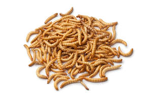 Pet: Mealworms Live Insects