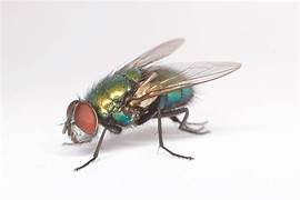 Pet: Blow Flies Live Insects