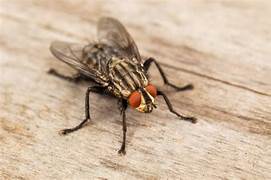 House Flies Live Insects