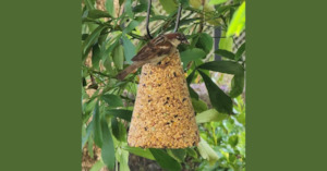 Internet only: Kohab Wild Bird Seed Bell