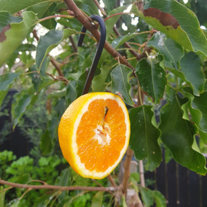 Internet only: Kohab Bird Feeder Hooks