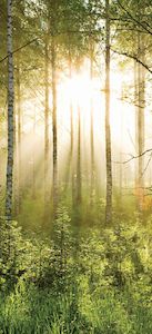 Forest Morning Sun .95m x 2.10m 3 Piece Door Wallpaper Wall Mural