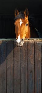 Horse In Barn .95m x 2.10m 3 Piece Door Wallpaper Wall Mural