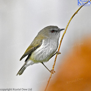 Grey Warbler/Riririro-1