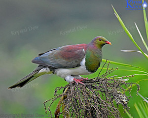 Kereru In Cabbage Tree-1