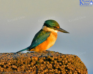 Kingfisher On The Rocks-1