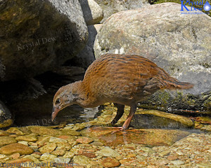 Weka Drinking In The River