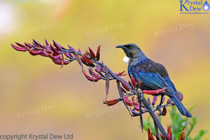 Tui In The Flax