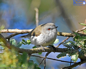 Grey Warbler/Riririro-5