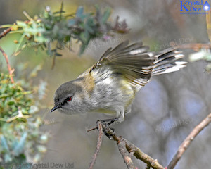 Grey Warbler/Riririro-2