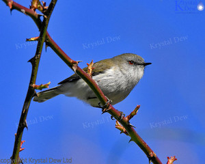 Grey Warbler/Riririro-6