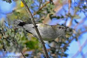 Grey Warbler/Riririro-4