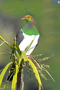 Kereru In Cabbage Tree-2