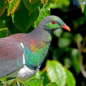 Kereru In Cherry Tree