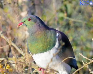 Kereru In Kowhai-1