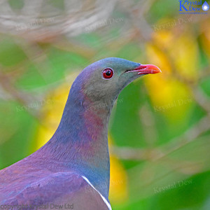 Kereru