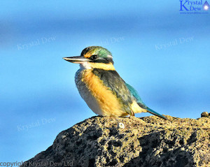 Kingfisher On The Rocks-10