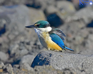 Kingfisher On A Rock-5