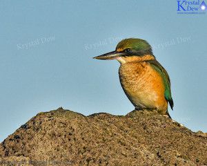 Kingfisher On The Rocks-6