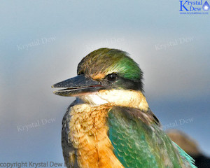 Kingfisher On The Rocks-7