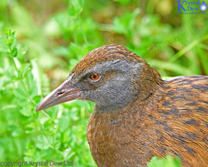 Weka-2