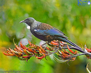 Tui In The Flax-2