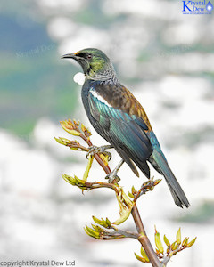 Tui In The Flax-6