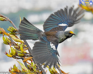 Tui In The Flax-7