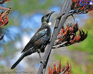 Tui In The Flax-8