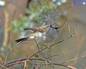 Grey Warbler/Riririro-3