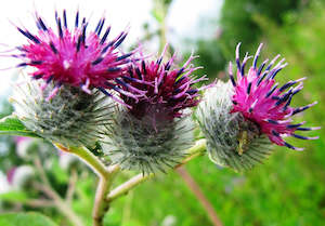 Burdock