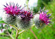 Burdock