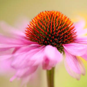 Echinacea