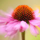 Echinacea