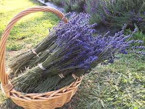 Farm produce or supplies wholesaling: Lavender Dried Flowers - Lavandula Angustifolia (Pacific Blue)