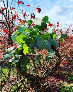 Farm produce or supplies wholesaling: Dried Eucalyptus Wreath (S) Style 2 Made to Order