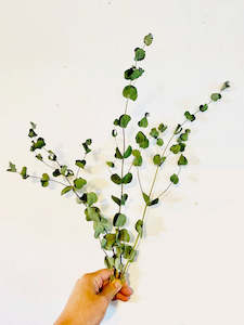 Farm produce or supplies wholesaling: Eucalyptus Semi-Dried Foliage -'Baby Blue'