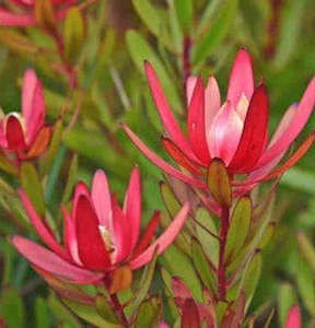 Leucadendron Protea Dried Flower Bouquet