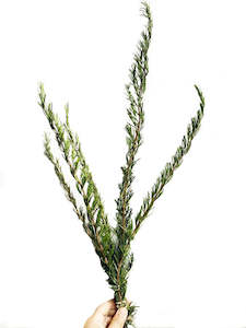 Rosemary Dried Foliage -'Tuscan Blue' (2 bundles)