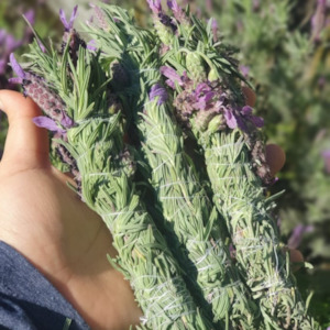 Lavender smudge stick