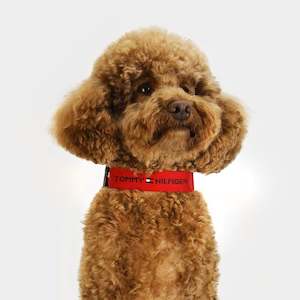 Animals & Pet Supplies: Tommy Hilfiger Dog Webbing Collar