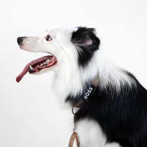 Animals & Pet Supplies: BOSS Dog Essentials Collar