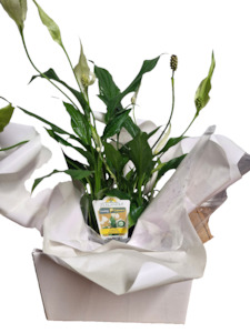 Florist: Boxed Peace Lily