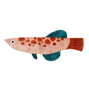 Art: Comet Fish Wall Art