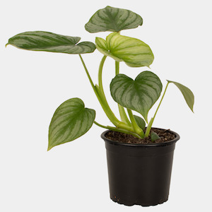 Infant clothing: Philodendron Mamei 14cm Pot Plant