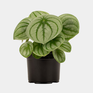 Infant clothing: Peperomia Watermelon 14cm Pot Plant